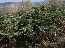 Sivun Paeonia brownii Dougl. kuva