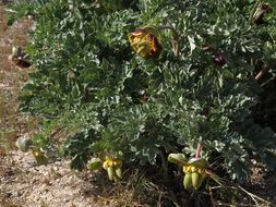 Image of Brown's peony