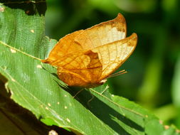 Image of Temenis laothoe Cramer 1779