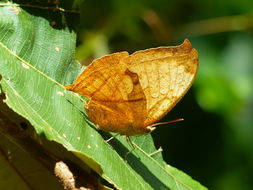 Image of Temenis laothoe Cramer 1779