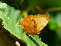 Image de Temenis laothoe Cramer 1779