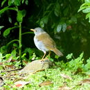 صورة Catharus aurantiirostris (Hartlaub 1850)