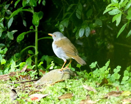 Catharus aurantiirostris (Hartlaub 1850)的圖片