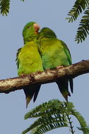 Image of Orange-chinned Parakeet