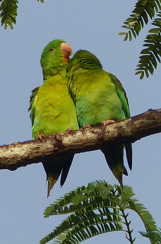 Image of Orange-chinned Parakeet