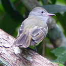 Image of Panama Flycatcher