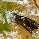 Image of Catasticta teutila (Doubleday 1847)