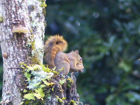 Image of Red-tailed Squirrel