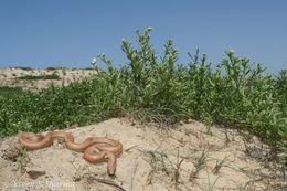 Image of Brown Sand Boa