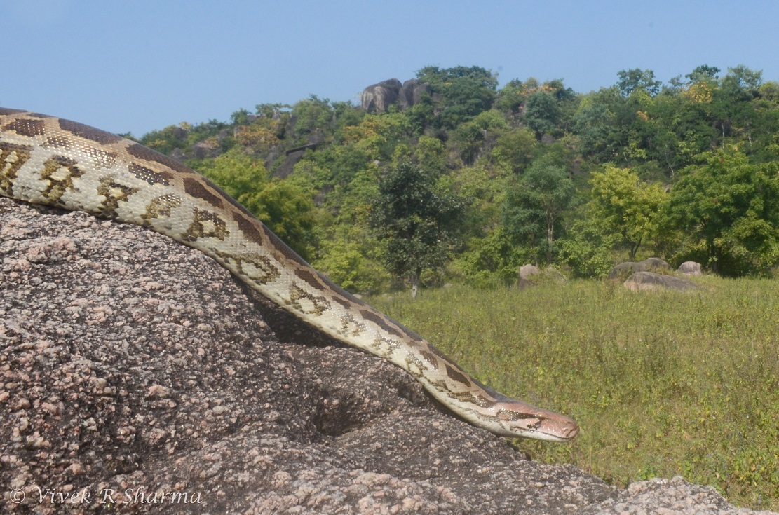 Image of Asiatic rock python