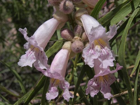 Слика од Chilopsis linearis subsp. arcuata (Fosberg) J. Henrickson