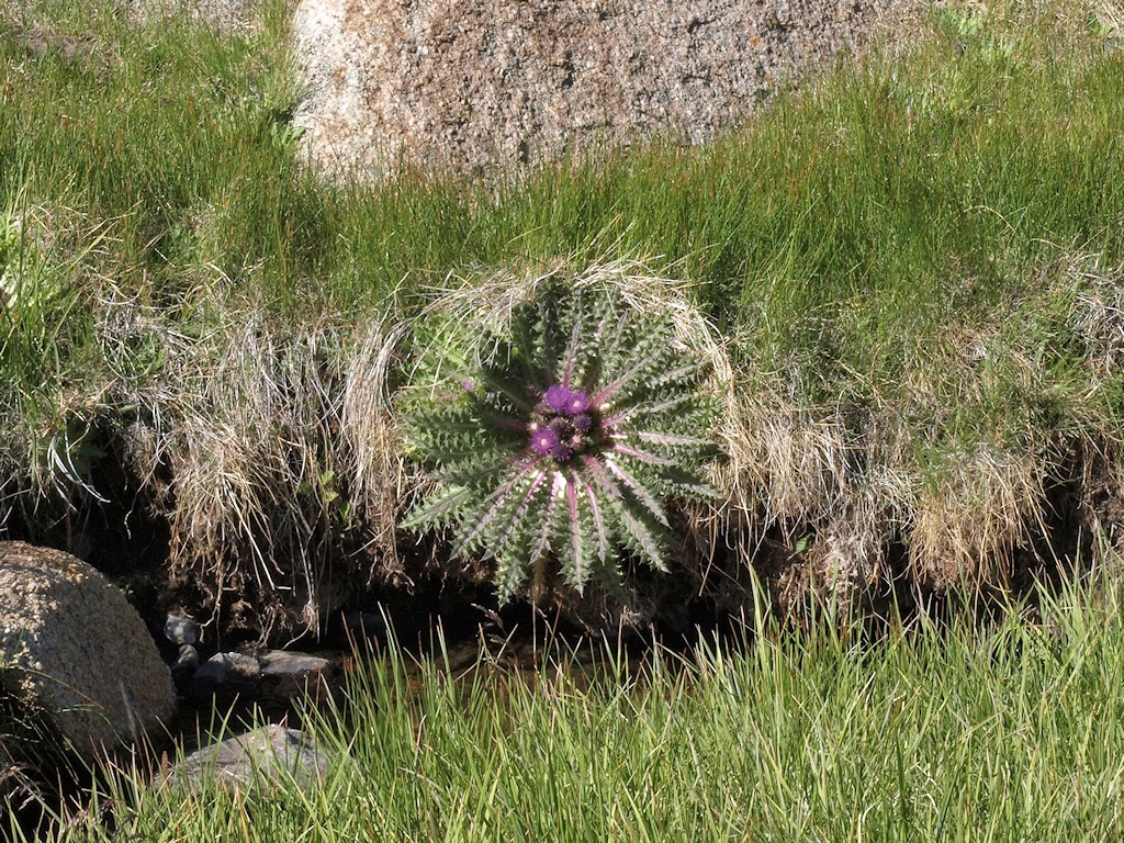 Image of Cirsium scariosum var. congdonii (R. J. Moore & Frankton) D. J. Keil