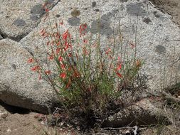 Image of Bridge penstemon