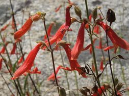 Image of Bridge penstemon