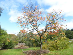 Image of japanese persimmon