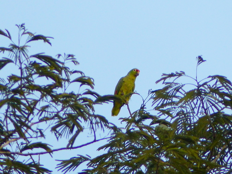 Image of Red-lored Parrot, Red-lored Amazon