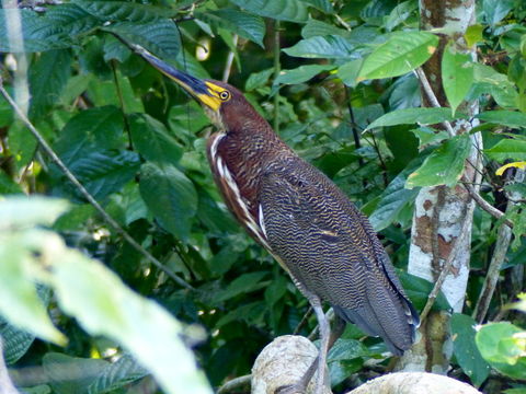 Image of Rufescent Tiger Heron