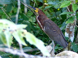 Image of Rufescent Tiger Heron