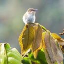 Selasphorus scintilla (Gould 1851) resmi