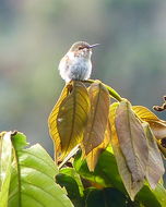 Image of Scintillant Hummingbird