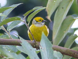 Image of Silver-throated Tanager