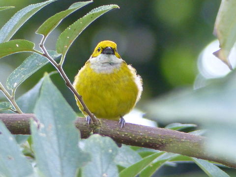 Image of Silver-throated Tanager