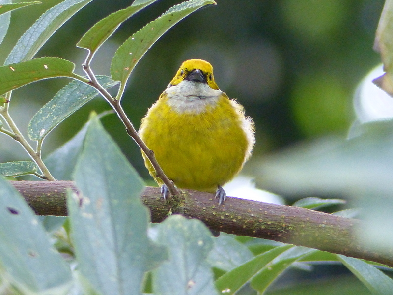 Image of Silver-throated Tanager