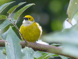 Image of Silver-throated Tanager