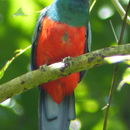 Image of Slaty-tailed Trogon