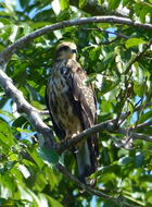 Image of Snail Kite