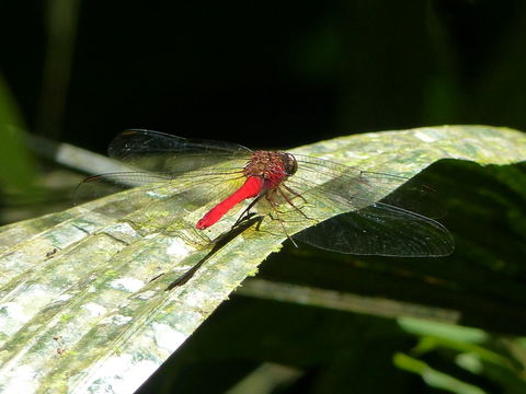 Image of Cardinal Meadowhawk