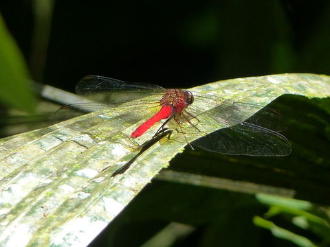 Image of Cardinal Meadowhawk