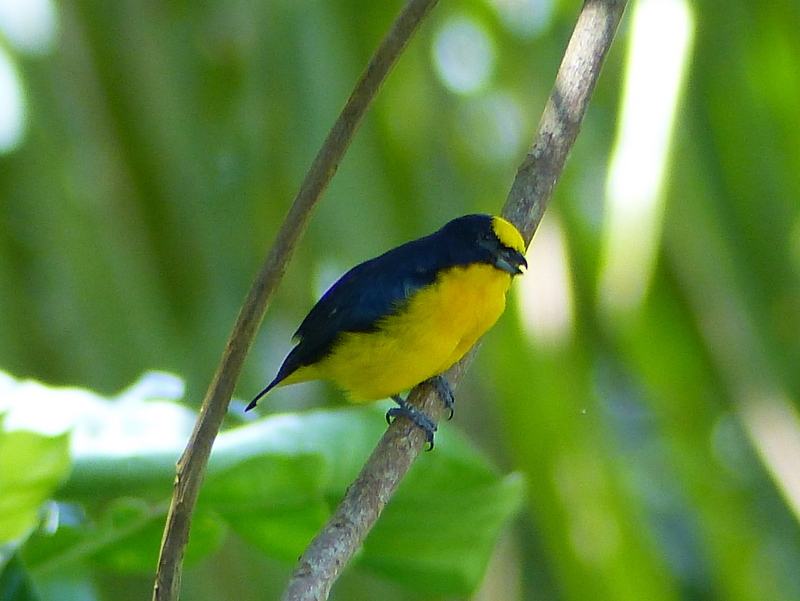 Слика од Euphonia laniirostris d'Orbigny & Lafresnaye 1837