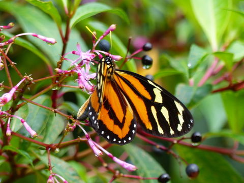 Image of Tiger Mimic-Queen