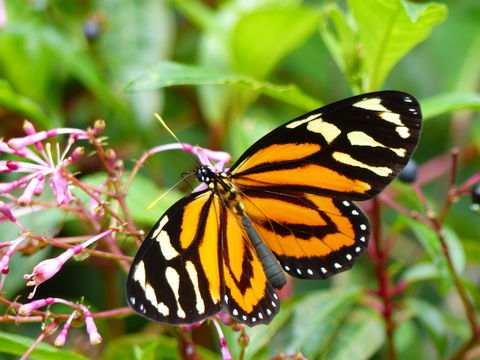 Image of Tiger Mimic-Queen