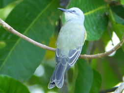 Image of Tropical Kingbird