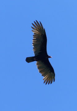 Image of Turkey Vulture