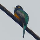 Image of Gartered Trogon