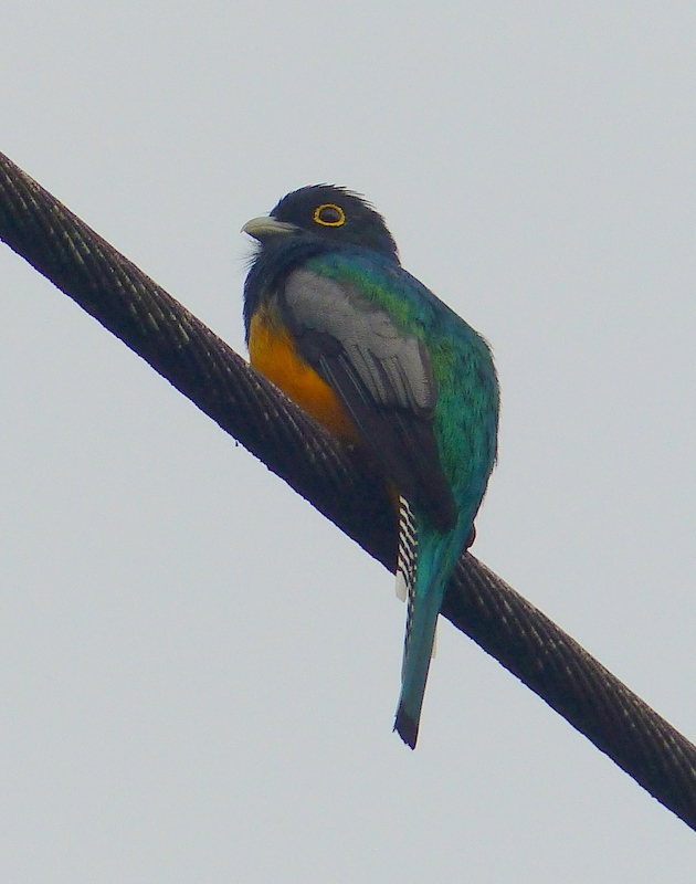 Plancia ëd Trogon caligatus Gould 1838