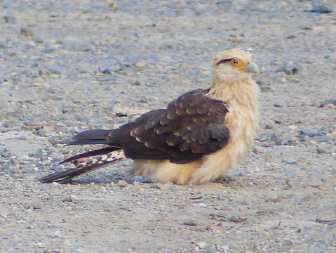 Image of Yellow-headed Caracara