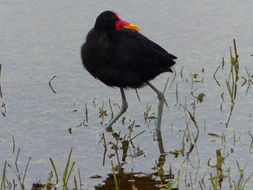 Image of Wattled Jacana