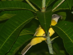 صورة Myiozetetes similis (Spix 1825)