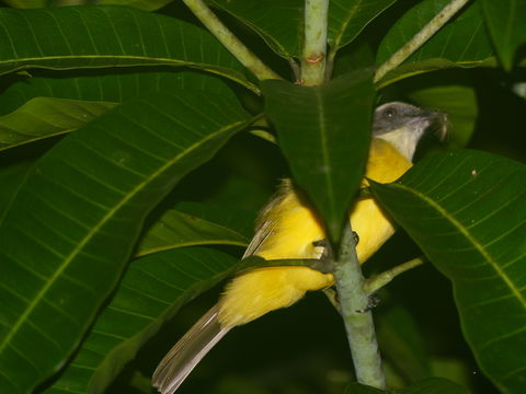 Image of Social Flycatcher