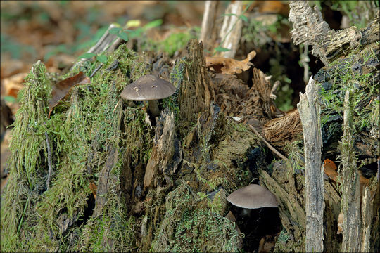 Image of Pluteus pouzarianus Singer 1983