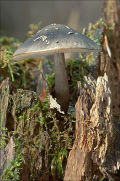 Image of Pluteus pouzarianus Singer 1983