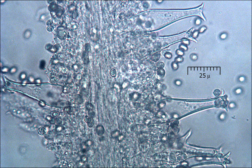 Image of Pluteus pouzarianus Singer 1983