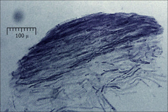 Image of Pluteus pouzarianus Singer 1983