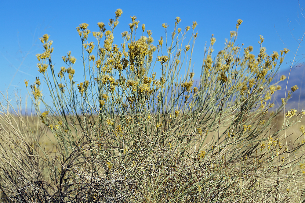 Image of rubber rabbitbrush