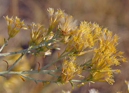 Image of rubber rabbitbrush