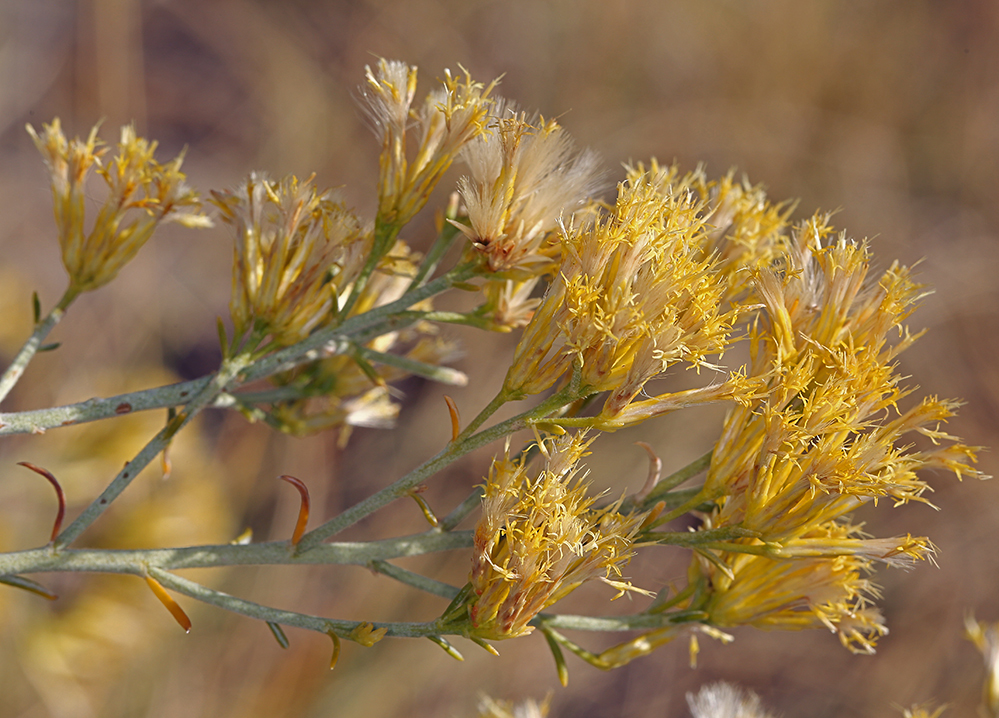 Image of rubber rabbitbrush